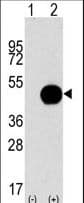 APG4B / ATG4B Antibody (aa258-284)