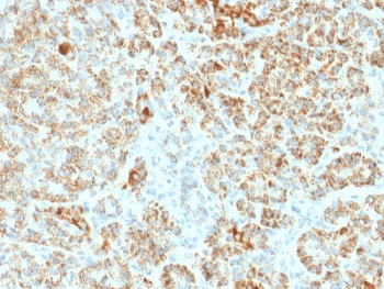 FXN / Frataxin Antibody (clone FXN/2124, Ready-to-Use)