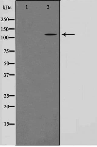 CARD6 Antibody