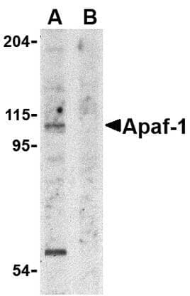 APAF1 / APAF-1 Antibody (aa12-28)