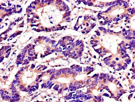 TUBA4A / TUBA1 Antibody