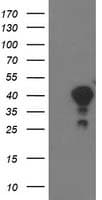 TOMM34 Antibody (clone OTI2A9, Carrier-free)
