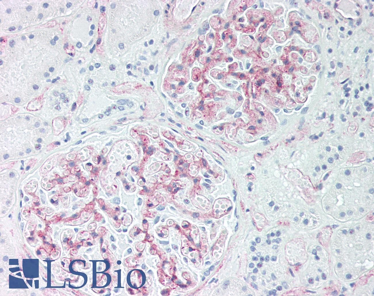 IHC-plus™ CD34 Antibody (clone ABT-CD34)