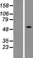 SLC1A4 / ASCT1 Protein (Over-Expression Lysate Myc-DDK (Flag))