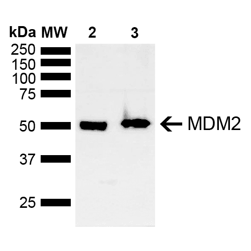 MDM2 Antibody (APC)