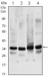 Monoclonal Mouse anti-Human TFIIB Antibody (clone 4C1, WB)