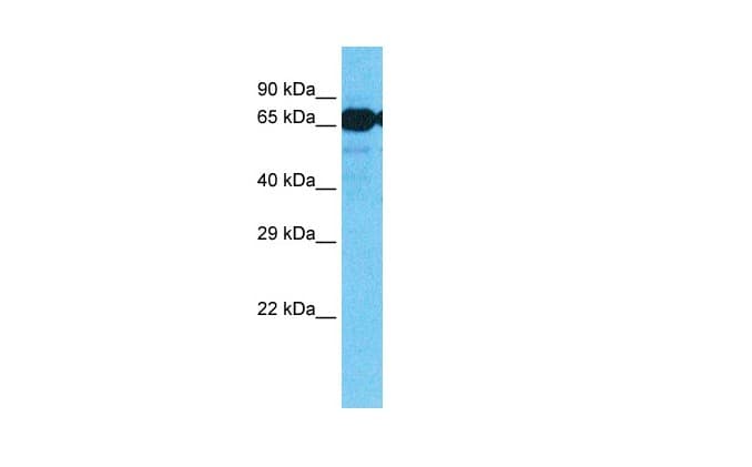 SLC7A8 / LAT2 Antibody (aa63-112)