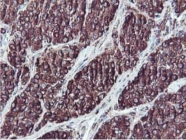 ILVBL Antibody (clone OTI2F1, Carrier-free)