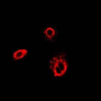 CCT4 / SRB Antibody