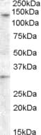 IHC-plus™ ADGRA3 / GPR125 Antibody (aa1098-1109)