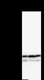 Monoclonal Mouse anti-Human NAP1L1 Antibody (clone 2609C3a, WB)