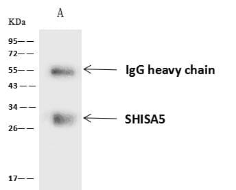 SHISA5 / SCOTIN Antibody