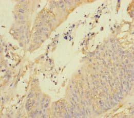 REEP5 Antibody