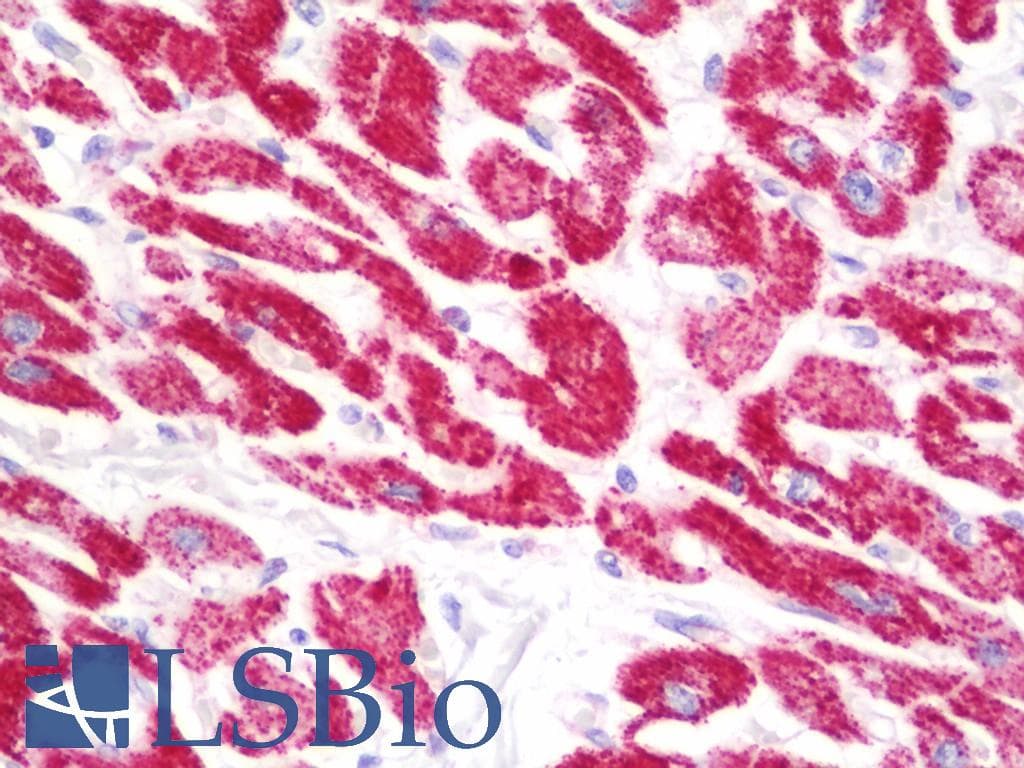 IHC-plus™ COXIV / COX4 Antibody (aa25-75)