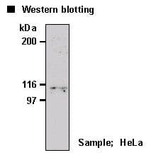 PML Antibody (clone 1B9)