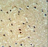 PROX1 Antibody (aa492-520)