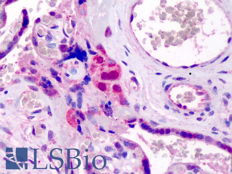 IHC-plus™ GATA3 Antibody (aa2-14)