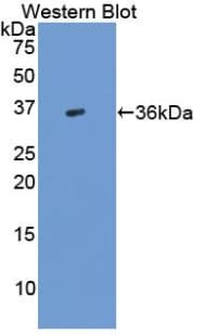 TGFB3 / TGF Beta3 Antibody (aa24-300, PE)
