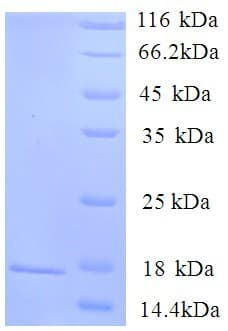 Rat SORT1 / Sortilin Protein (Recombinant His)