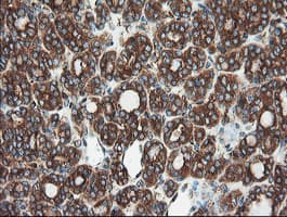 USP9X / FAM Antibody (clone OTI2G7)