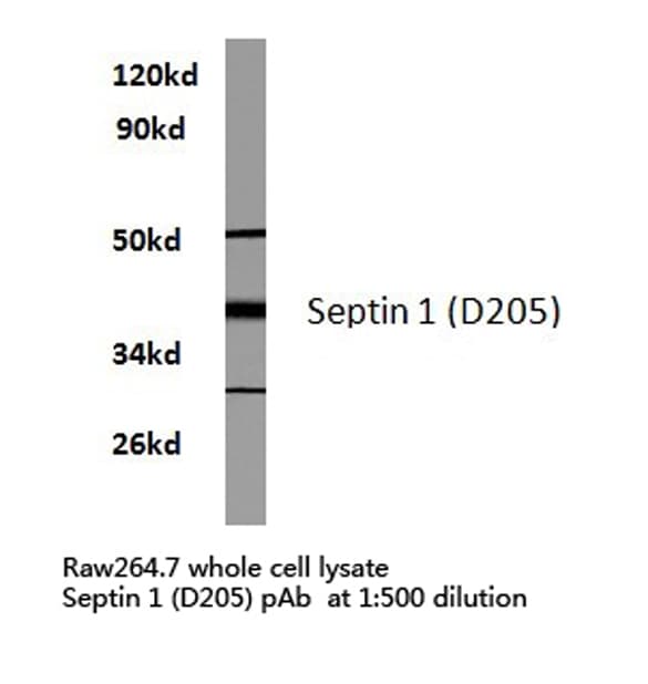 SEPT1 / Septin 1 Antibody (Asp205)