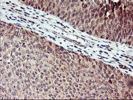 NAPE-PLD Antibody (clone OTI3D5)