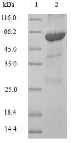Dog PNLIPRP1 Protein (Recombinant 6His-SUMO, N-terminus)