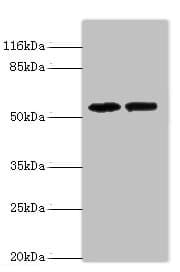 PAIP1 Antibody (aa1-260)