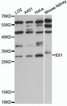 IDI1 / IPP1 Antibody