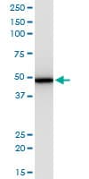 Monoclonal Mouse anti-Human EIF2S2 Antibody (clone 2F3, IHC, WB)