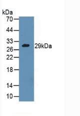 GZMA / Granzyme A Antibody (aa29-260, Biotin)