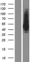Human LOC100287428 Protein (Over-Expression Lysate Myc-DDK (Flag))