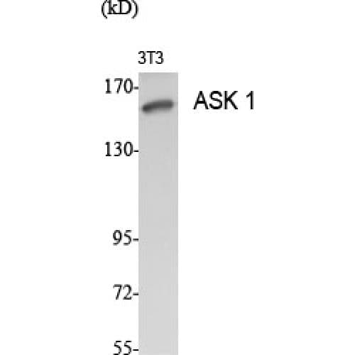 Polyclonal Rabbit anti-Human MAP3K5 / ASK1 Antibody (20-100 aa, IHC, WB)