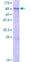 Human FGD5 Protein (Recombinant GST)