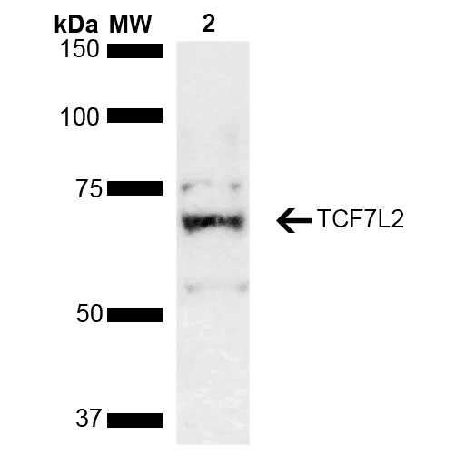 TCF7L2 / TCG4 Antibody (RPE)
