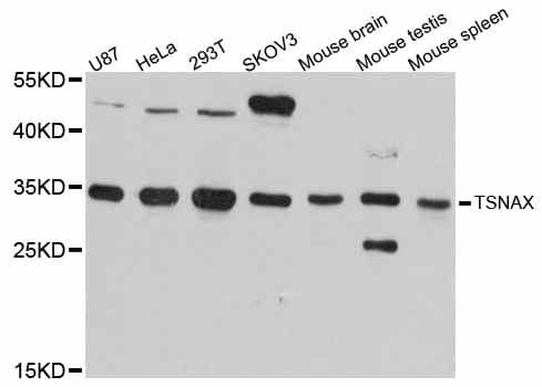TSNAX / TRAX Antibody