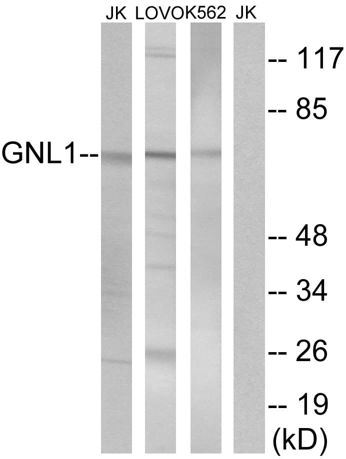 GNL1 Antibody (aa61-110)