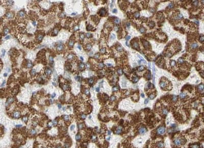 PIK3CA / PI3K Alpha Antibody
