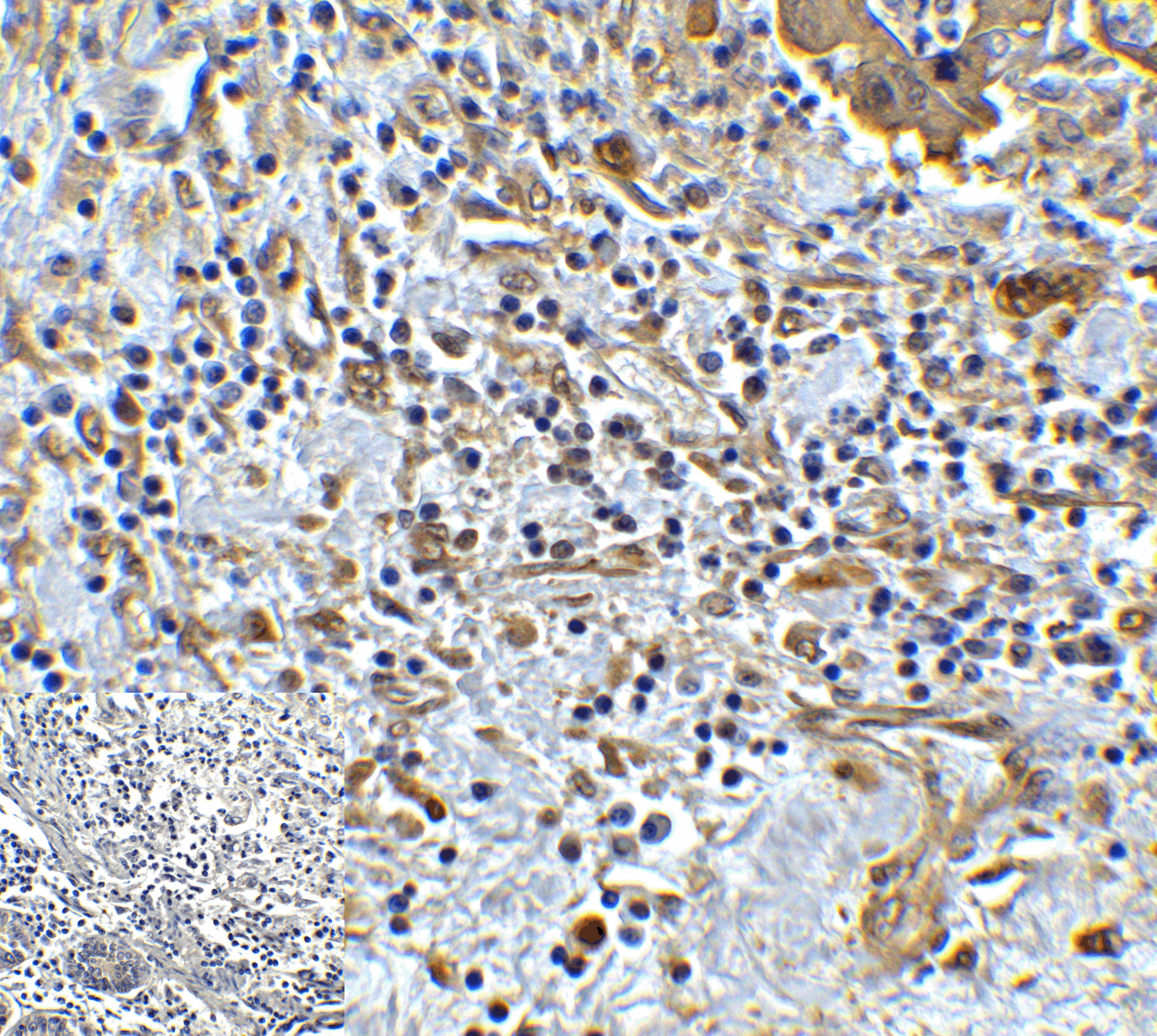 PathPlus™ TMIGD2 Antibody (clone 8G1)