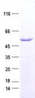 Human DCAF12 / WDR40A Protein (Recombinant His, N-Terminal)