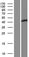 CHID1 Protein (Over-Expression Lysate Myc-DDK (Flag))