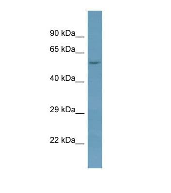 NAGPA Antibody (aa146-195)