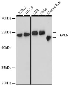 Polyclonal Rabbit anti-Human AVEN / PDCD12 Antibody (WB)