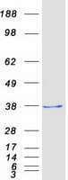 Human DDIT4 / REDD1 Protein (Recombinant Myc-DDK (Flag))