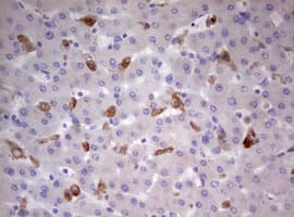 CD68 Antibody (aa22-319, clone OTI3B6)
