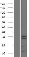 Human TMEM65 Protein (Over-Expression Lysate Myc-DDK (Flag))