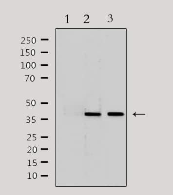 Polyclonal Rabbit anti-Human LRG1 / LRG Antibody (IF, WB)