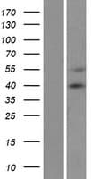 MCU / CCDC109A Protein (Over-Expression Lysate Myc-DDK (Flag))