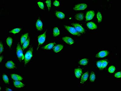 IDH3A Antibody