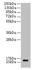 clpS Antibody